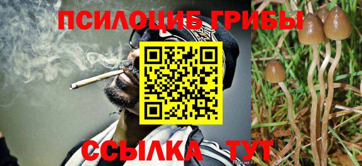 Псилоцибиновые грибы Psilocybe  Вход с VPN  Псилоцибиновые грибы Magic Shrooms  Тулун 
